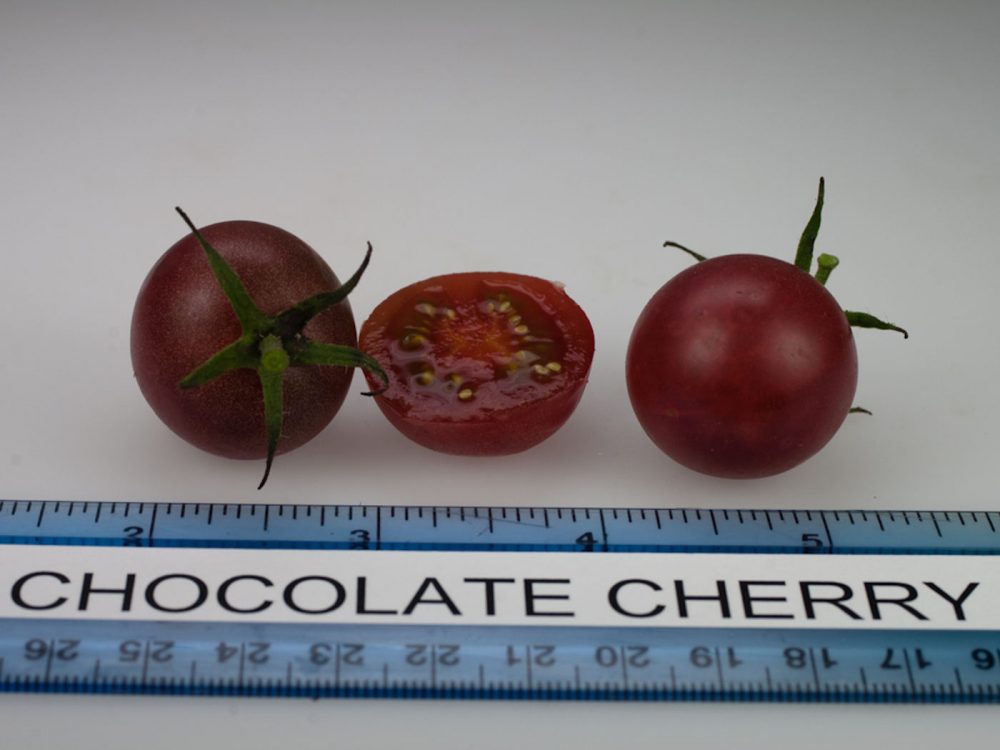 "Chocolate Cherry" paradicsom
