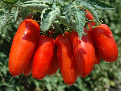 San Marzano paradicsom