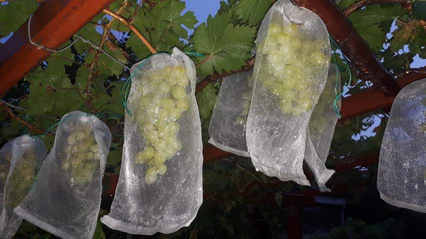 termésvédő háló szőlőn