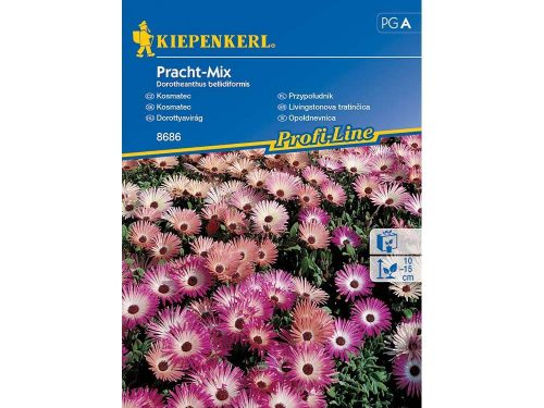 Dorottyavirág Pracht-Mix