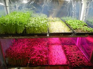 mikrozöldség termesztés