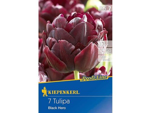Kiepenkerl Profi-Line Black Hero tulipán