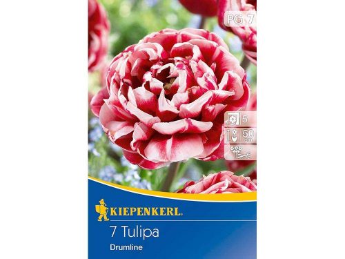 Kiepenkerl Drumline tulipán