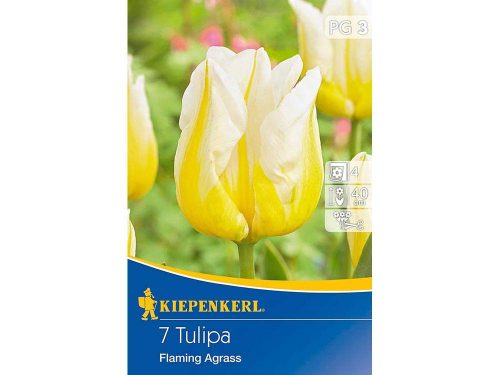 Kiepenkerl Flaming Agrass Triumph tulipán