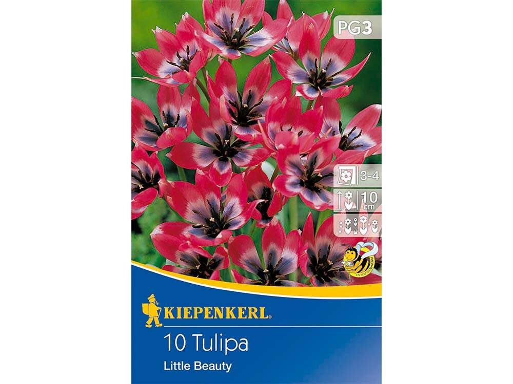 Little Beauty tulipán
