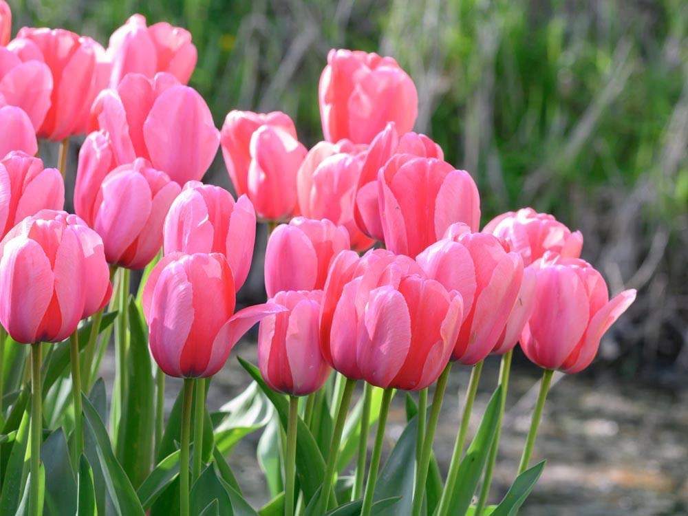 Pink Impression tulipán