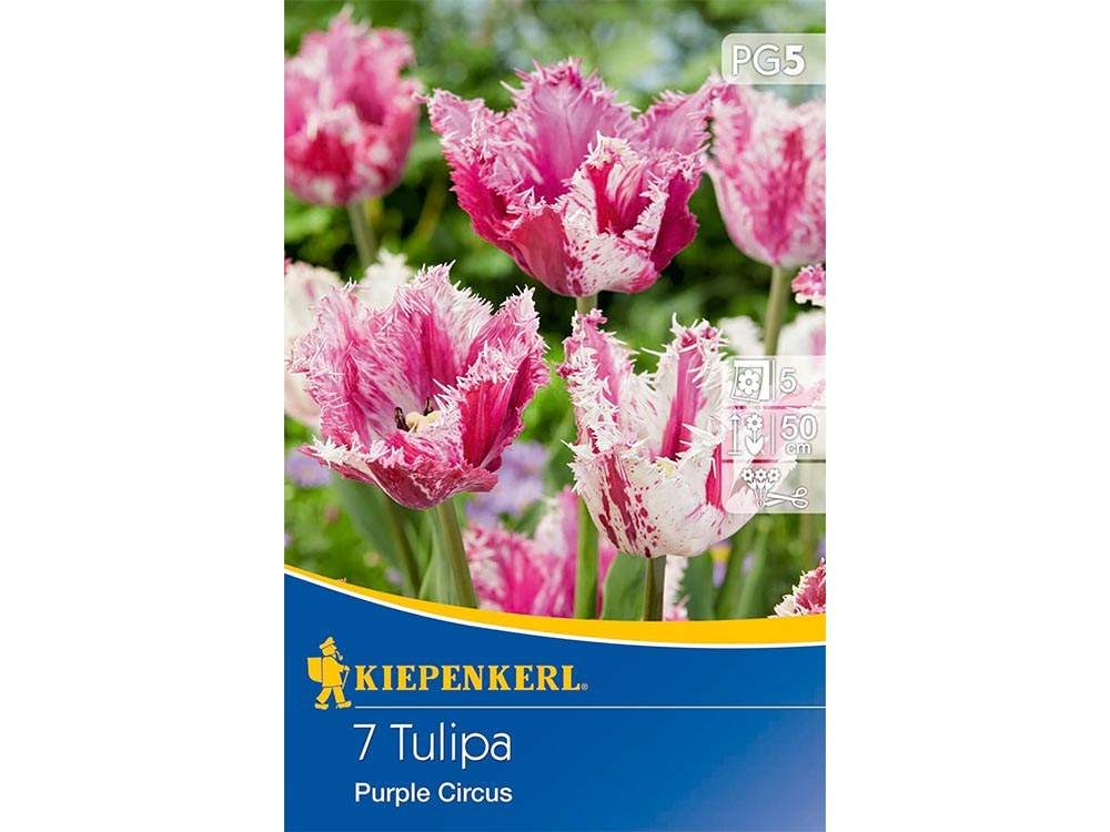 Kiepenkerl Purple Circus tulipán