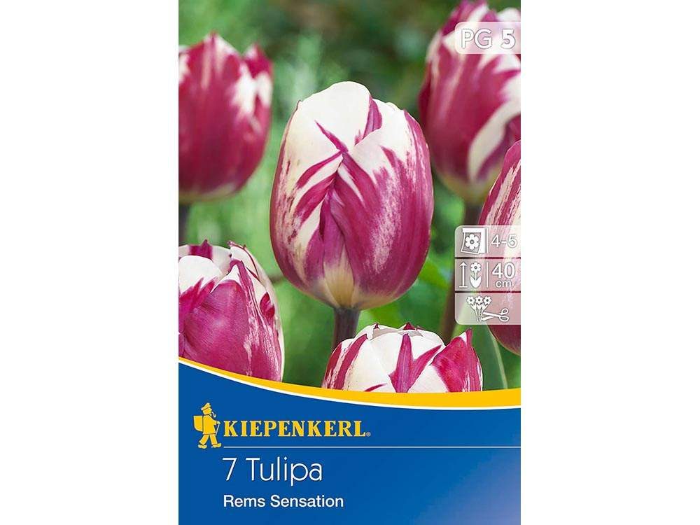 Kiepenkerl Rems Sensation Triumph tulipán