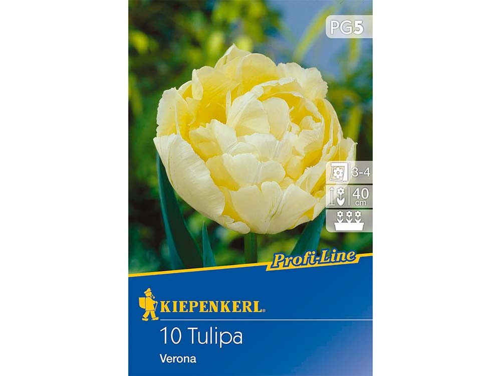 Kiepenkerl Profi-line Verona tulipán