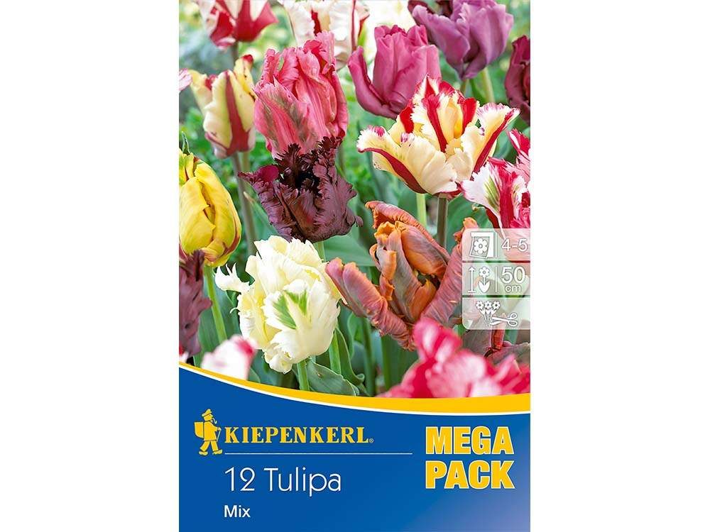 papagáj tulipán mix