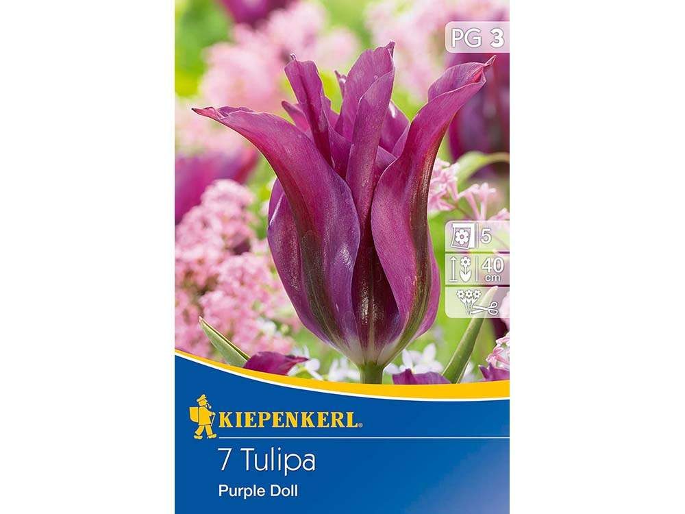 Kiepenkerl Purple Doll tulipán