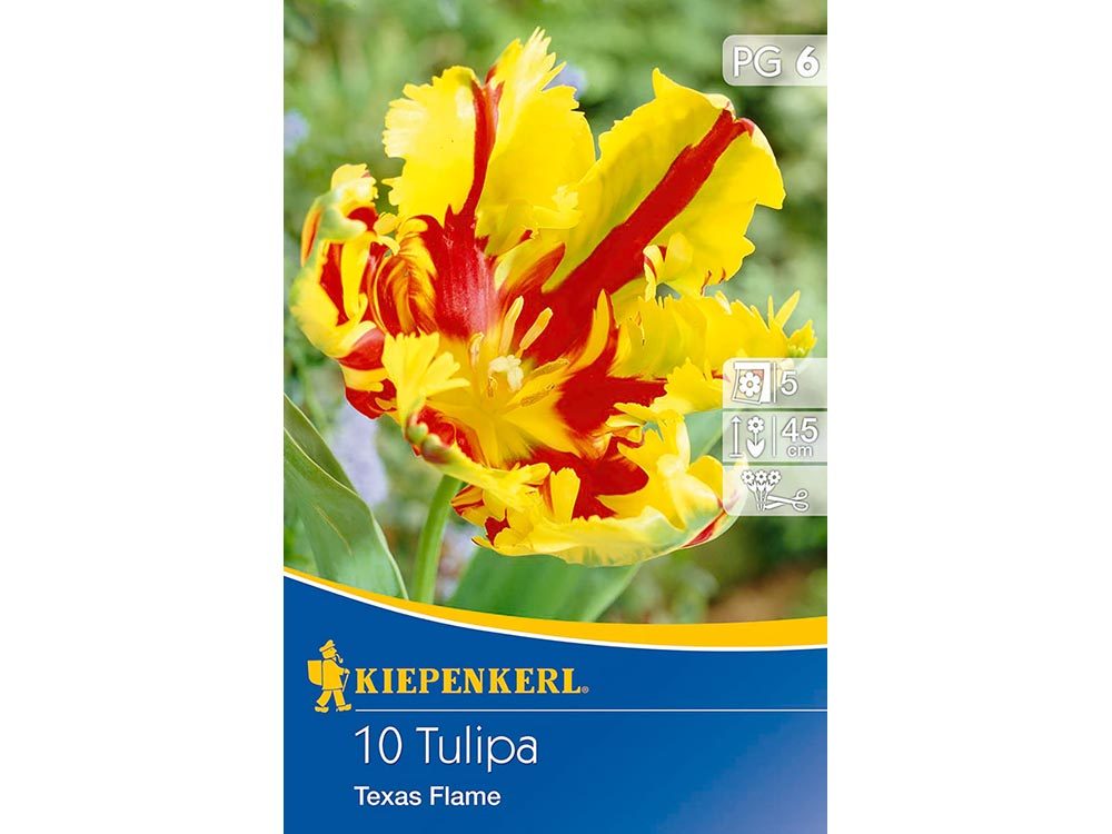 Kiepenkerl Texas Flame tulipán